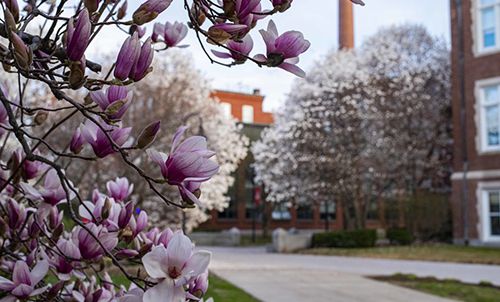 Spring flowering trees on campus