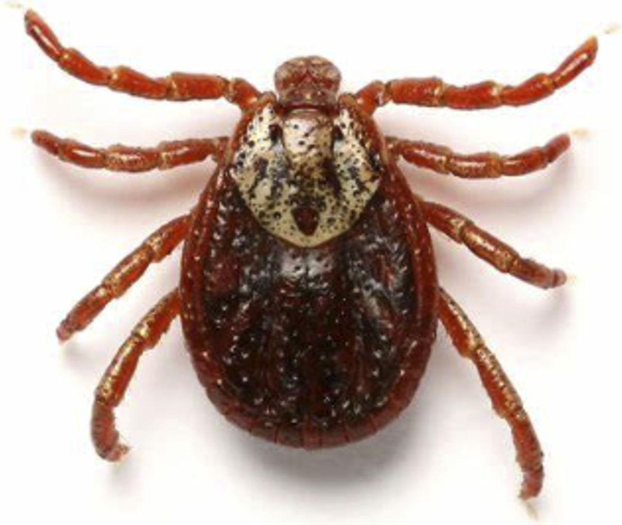 Image of a tick