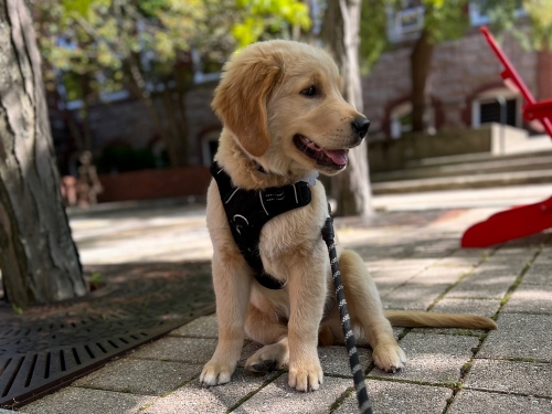 golden retriever puppy