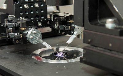 A close-up of the optical fiber tweezers. The two fibers project intersecting beams of laser light to create a three-dimensional optical trap that can hold and move individual cells.