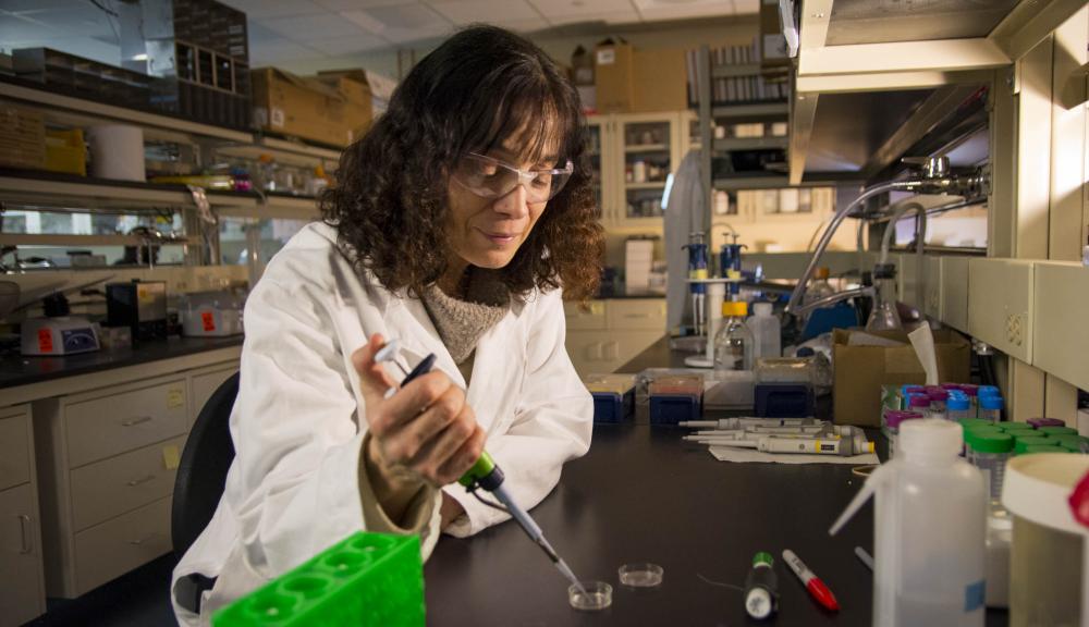 A photo of a faculty member in a labcoat using a pipette to add fluid to a pitri dish