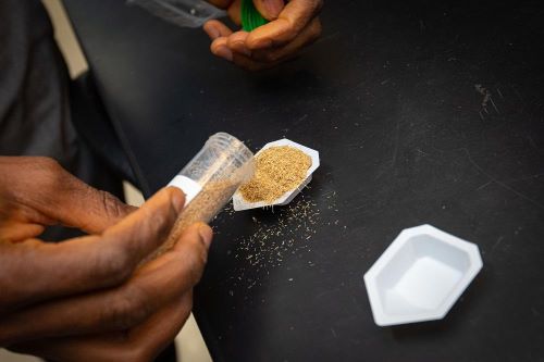 hands pouring out a beige-colored, shredded material from a glass container onto a container on a table