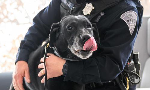 Black Labrador Retriever licks nose while police officer touches shoulder