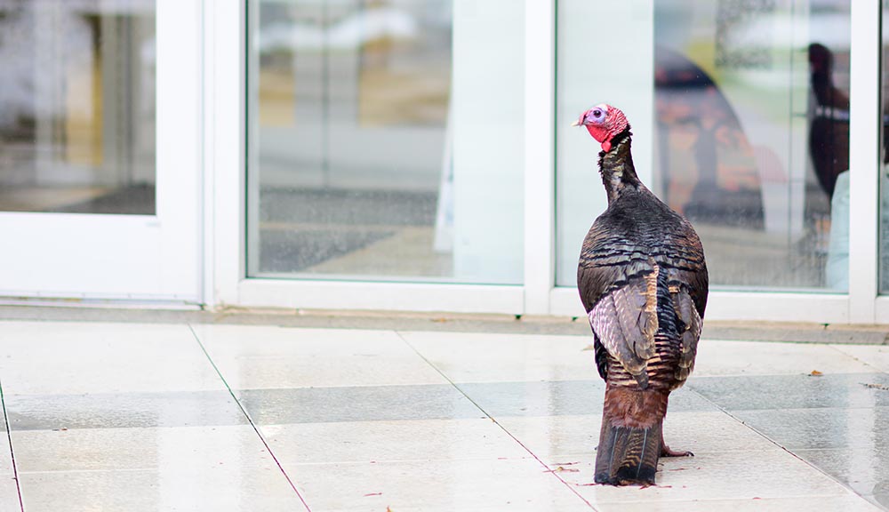 A turkey walks along the front of the campus center.