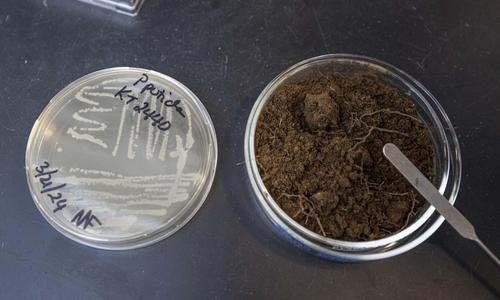 Two glass containers from Farny’s lab are pictured. One container holds soil. The second contains lab-grown bacteria.