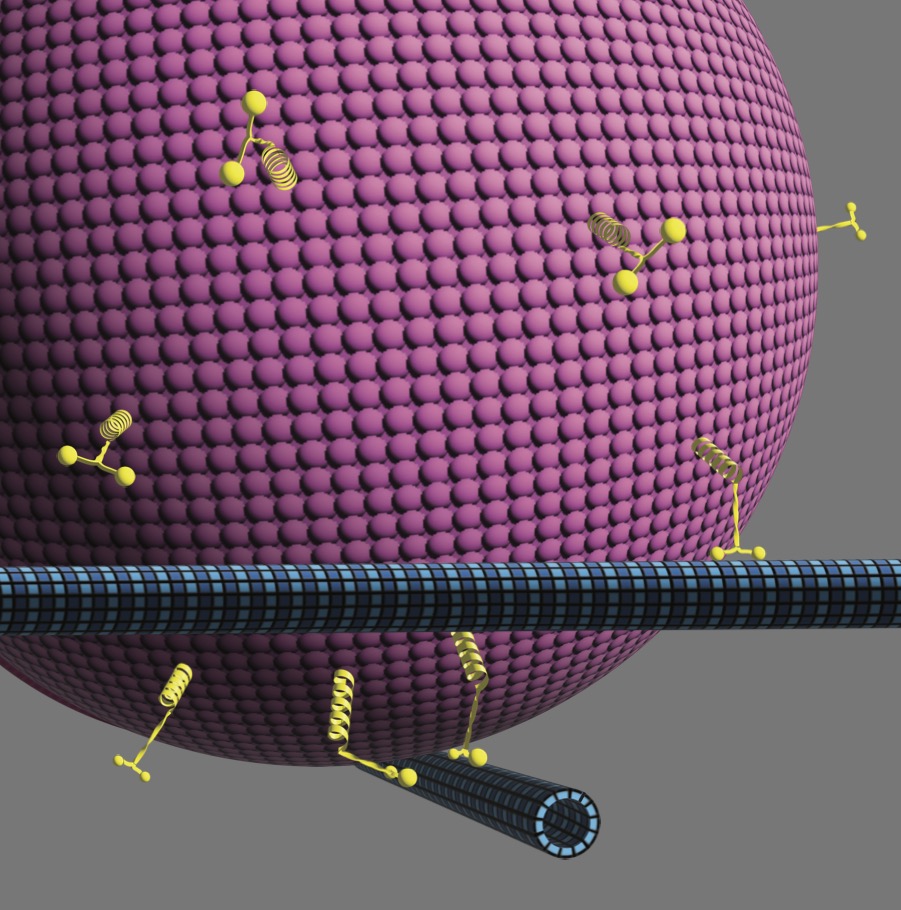 3D model
