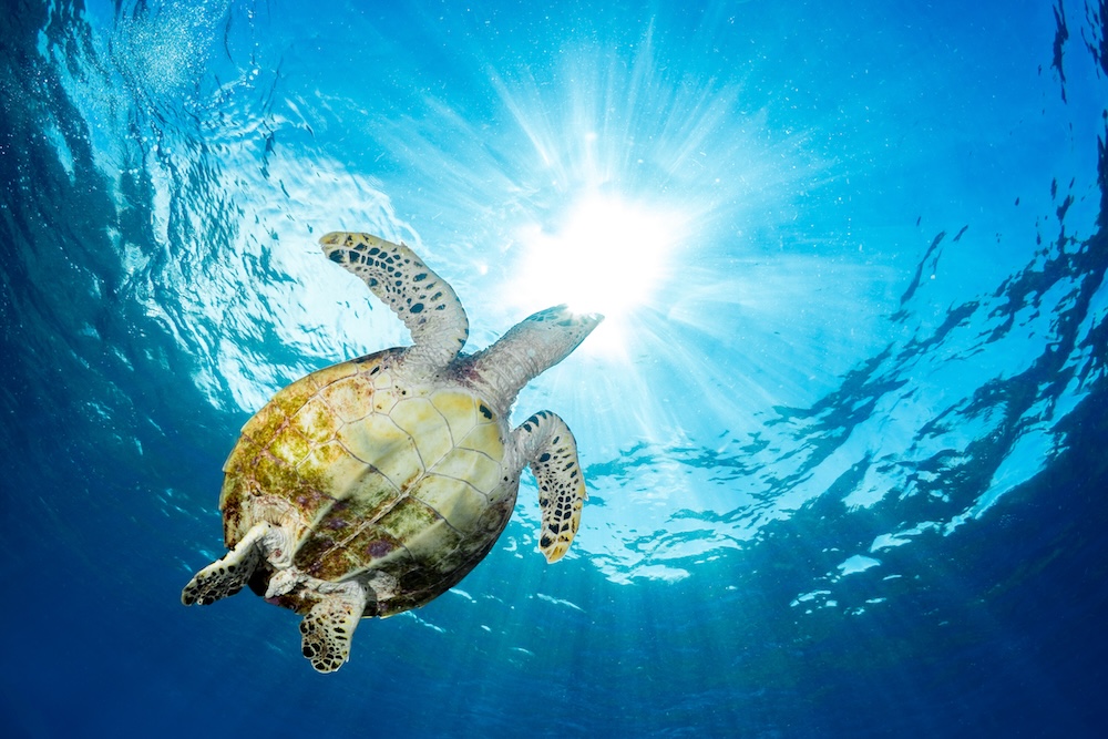 Turtle