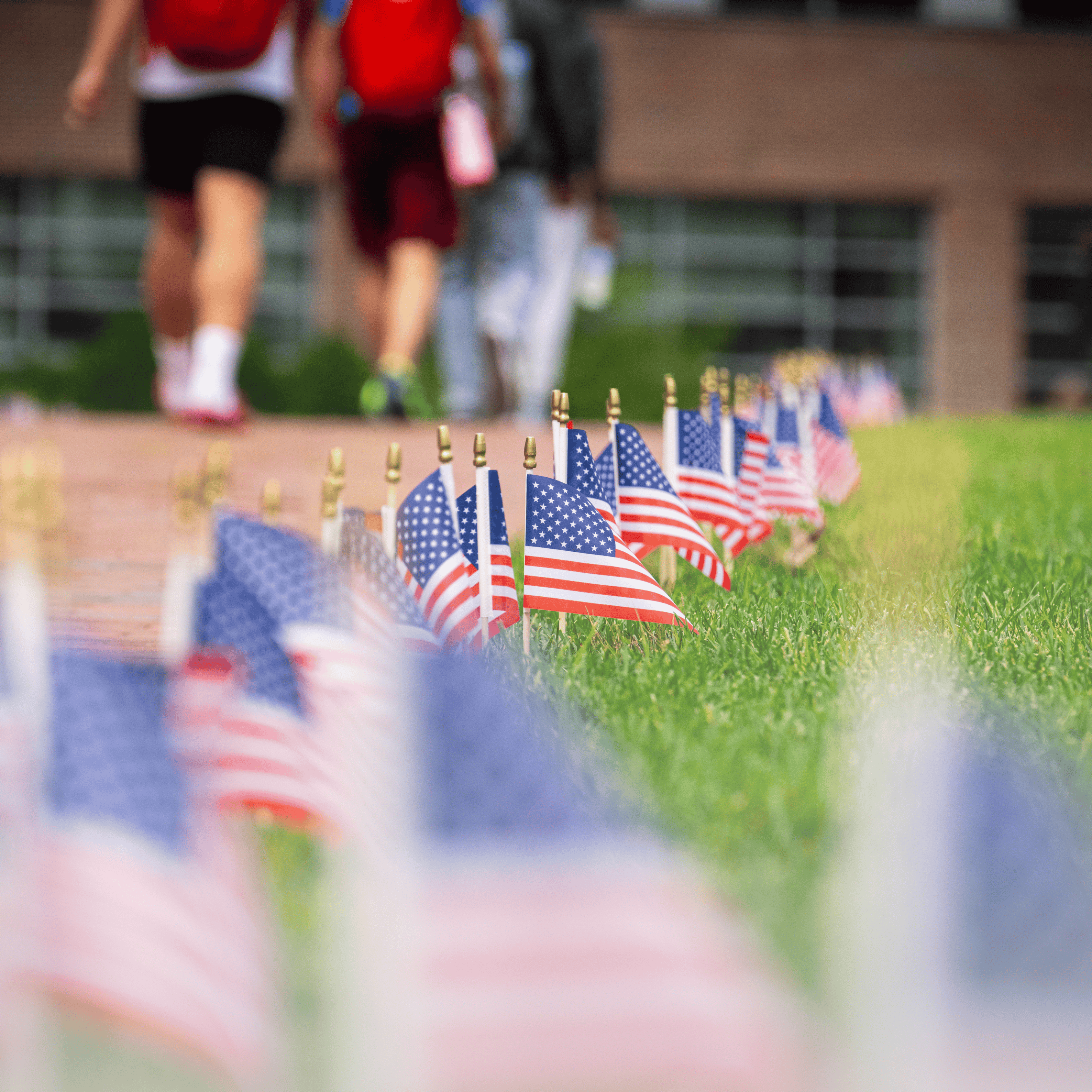 american flags on a lawn