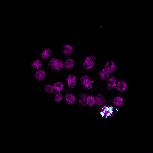 4-cell PGL