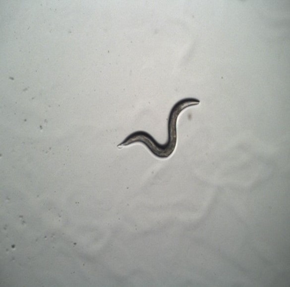 c. elegan