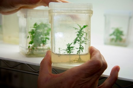 An Artemisia annua plant grown from tissue culture in the Weathers lab.