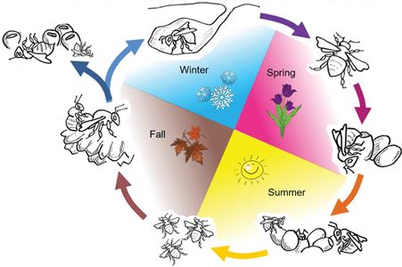 For the first time, Gegear’s study examined the impact of pesticide exposure throughout the bumblebee’s lifecycle, not just during the colony stage.