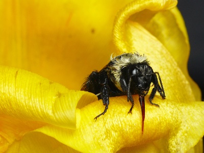 A bumblebee queen forages. The study was also the first to show the effects of pesticides on individual bee types, finding that the queen and male bees are affected while workers are not.