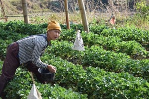 A Karen woman tends to her strawberry plants.